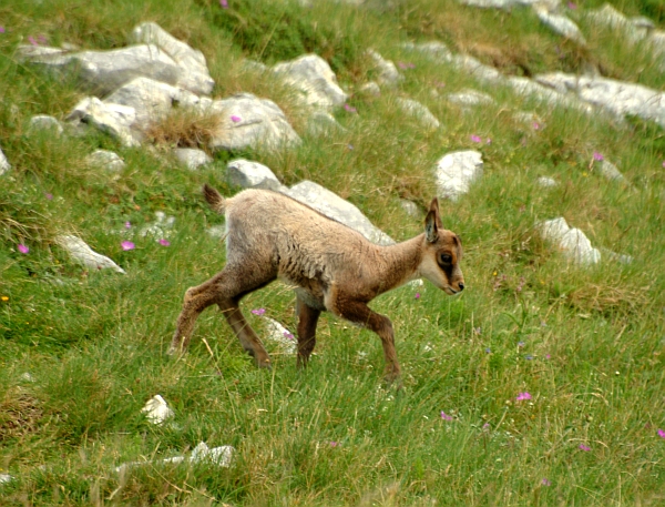 Camoscio d''Abruzzo Rupicapra pyrenaica ornata